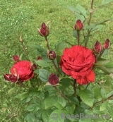 Red Intuition Red Intuition