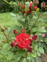 Red Intuition Red Intuition