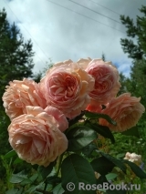 A Shropshire Lad A Shropshire Lad