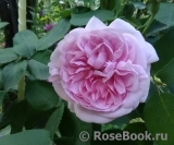 Fantin Latour Fantin Latour