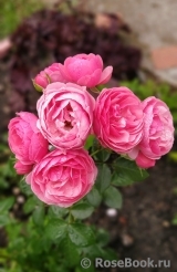 Pomponella Pomponella