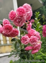 Pomponella Pomponella