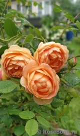 Lady of Shalott Lady of Shalott