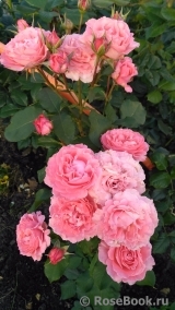 Corail gelee Corail gelee