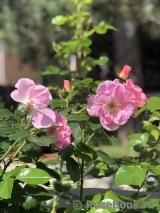 Pink Robusta Pink Robusta