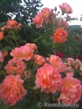 Westerland