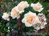 Chandos Beauty Chandos Beauty