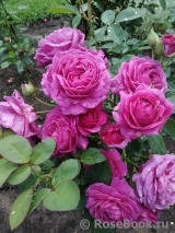 Heidi Klum Rose Heidi Klum Rose