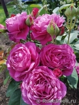 Heidi Klum Rose Heidi Klum Rose