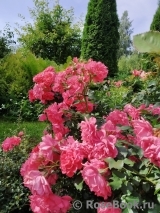 Rosarium Uetersen Rosarium Uetersen