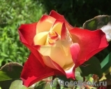Origami® Origami®