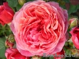 Laduree ® Laduree ®