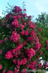 Excelsa Excelsa