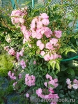 Heavenly Pink Heavenly Pink