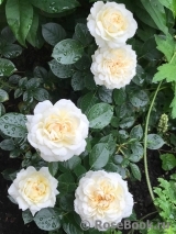 Mon Jardin et Ma Maison