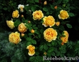 Golden Celebration® Golden Celebration®