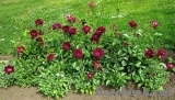 Burgundy Ice Burgundy Ice