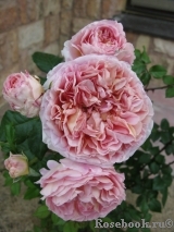 Abraham Darby Abraham Darby
