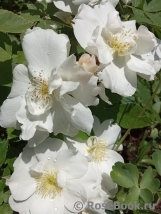 Morden Snowbeauty Morden Snowbeauty