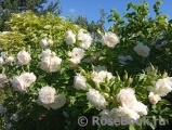 Ritausma Ritausma