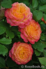 Gartenspass ® Gartenspass ®