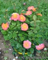 Gartenspass ® Gartenspass ®