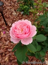 The Alnwick Rose The Alnwick Rose