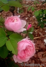 The Alnwick Rose The Alnwick Rose