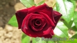 Black Baccara Black Baccara