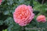 Augusta Luise Augusta Luise