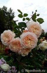 Crocus Rose® Crocus Rose®