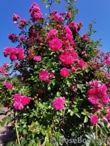 Excelsa Excelsa