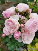 Hans Gonewein Rose Hans Gonewein Rose