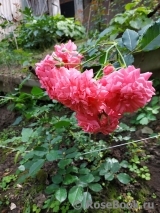 Rosarium Uetersen Rosarium Uetersen