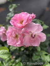 Pink Robusta Pink Robusta