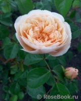 Crown Princess Margareta® Crown Princess Margareta®