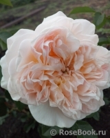 Crown Princess Margareta® Crown Princess Margareta®