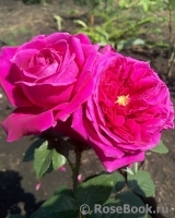Falstaff® Falstaff®