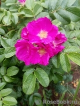 Rosa rugosa rubra Rosa rugosa rubra