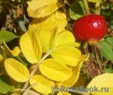Rosa rugosa rubra Rosa rugosa rubra