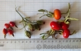 Rosa majalis Майская роза Шиповник коричный Rosa majalis Майская роза Шиповник коричный