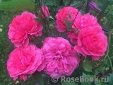 Rosarium Uetersen Rosarium Uetersen