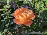 Lady of Shalott Lady of Shalott