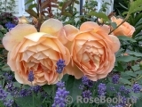 Lady of Shalott Lady of Shalott