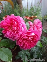 Princess Anne Princess Anne