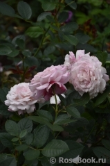 Kordes' Rosenfaszination ® Kordes' Rosenfaszination ®