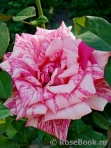 Pink Intuition Pink Intuition