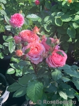 Corail gelee Corail gelee