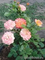 Gartenspass ® Gartenspass ®
