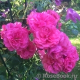 Rosarium Uetersen Rosarium Uetersen